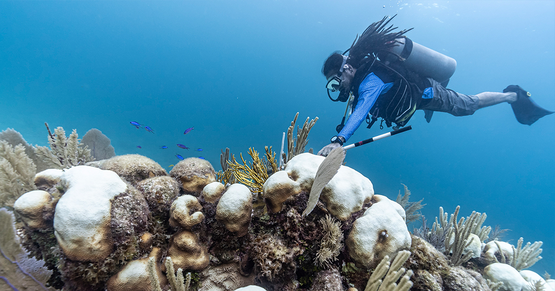 Coral Bleaching Awareness Month